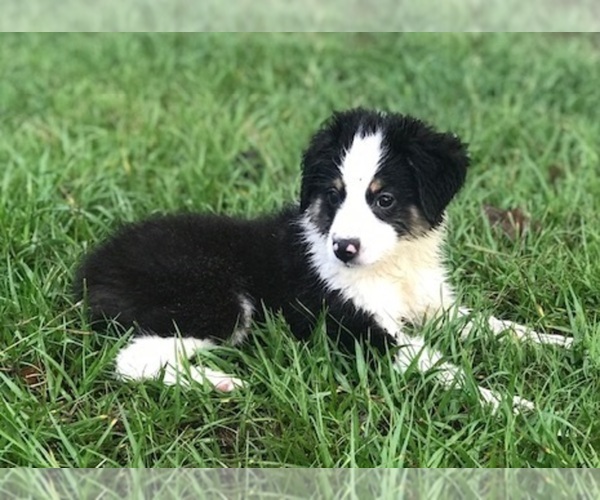 Medium Photo #1 Miniature Australian Shepherd Puppy For Sale in NEW WAVERLY, TX, USA