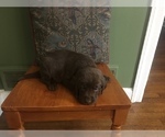 Small Photo #2 Labrador Retriever Puppy For Sale in STUTTGART, AR, USA