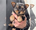 Small #9 Biewer Terrier