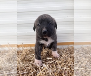 Medium Anatolian Shepherd