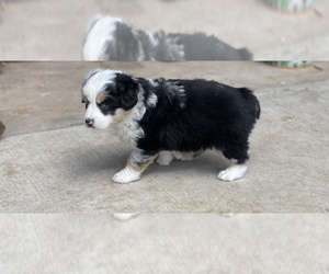 Miniature Australian Shepherd Puppy for sale in JONES, OK, USA