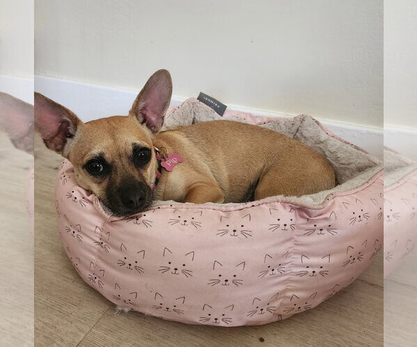 Medium Photo #3 Chiweenie Puppy For Sale in Chandler, AZ, USA