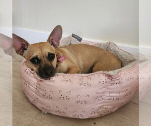 PIP #2 - Female Chiweenie Dog for Adoption - Photo #3
