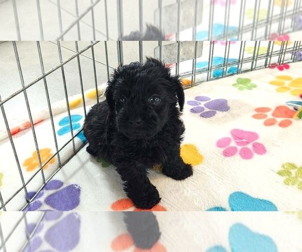 Medium Photo #8 Yorkipoo Puppy For Sale in ORO VALLEY, AZ, USA