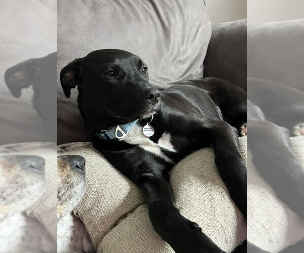 Medium Photo #1 Mutt Puppy For Sale in Candler, NC, USA