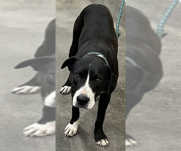 Medium Photo #1 Labrador Retriever-Unknown Mix Puppy For Sale in Forestville, MD, USA