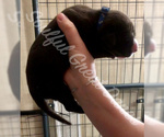 Small Photo #2 Great Dane Puppy For Sale in HOUGHTON LAKE, MI, USA