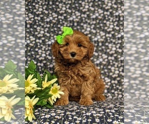 Cavapoo Puppy for sale in KIRKWOOD, PA, USA