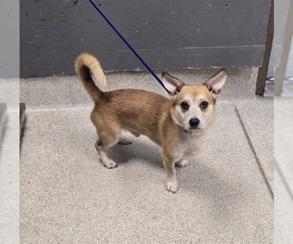 Medium Photo #1 Cardigan Welsh Corgi-Unknown Mix Puppy For Sale in Tallahassee, FL, USA