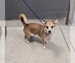 WALTER - Male Cardigan Welsh Corgi-Unknown Mix Dog for Adoption - Small photo