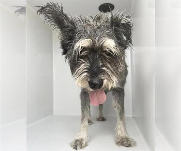 Medium Photo #1 Miniature Schnauzer-Unknown Mix Puppy For Sale in Houston, TX, USA