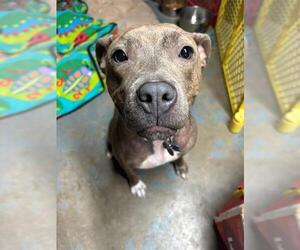 American Pit Bull Terrier-Unknown Mix Dogs for adoption in Louisville, KY, USA