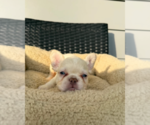 Small #2 French Bulldog