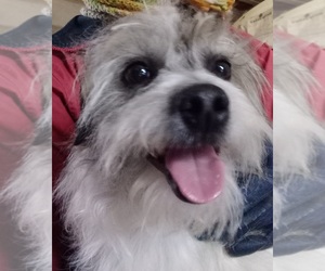 Maltese Puppy for sale in SNOWFLAKE, AZ, USA