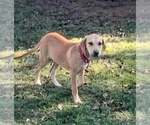 Small #11 Labrador Retriever Mix