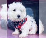 Small Photo #16 Maltipoo Puppy For Sale in DURHAM, CT, USA