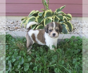 Cavachon Puppy for sale in LE MARS, IA, USA