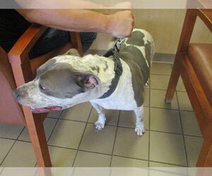 American Pit Bull Terrier Dogs for adoption in Ocala, FL, USA