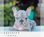 Small #3 French Bulldog
