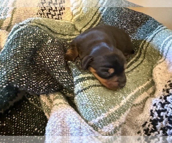Medium Photo #4 Dachshund Puppy For Sale in DOTHAN, AL, USA