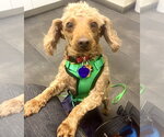 Small #3 Poodle (Miniature)