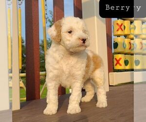 Bernedoodle-Poodle (Miniature) Mix Puppy for sale in FORT PLAIN, NY, USA