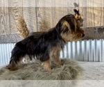 Small #5 Yorkshire Terrier