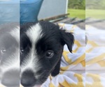 Small Photo #8 Miniature Australian Shepherd Puppy For Sale in BUSH, LA, USA