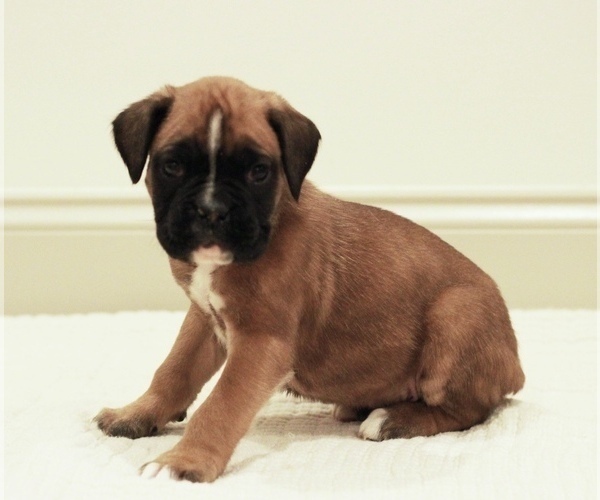 Medium Photo #2 Boxer Puppy For Sale in DENVER, PA, USA