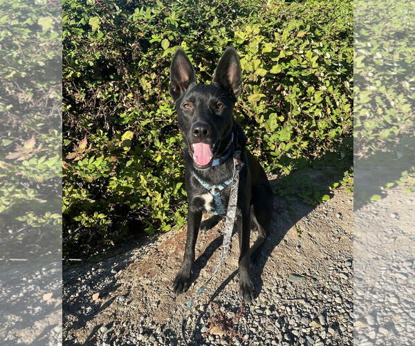 Medium Photo #4 German Shepherd Dog-Unknown Mix Puppy For Sale in Yuba City, CA, USA