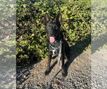 Small #3 German Shepherd Dog Mix