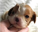 Puppy Puppy 3 Female Cavalier King Charles Spaniel