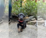 Puppy Red Doberman Pinscher