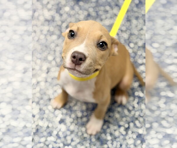 Medium Photo #2 Mutt Puppy For Sale in Jackson , NJ, USA