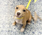 Small #1 Mutt