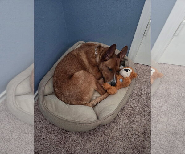 Medium Photo #4 Basenji Puppy For Sale in Dallas, TX, USA