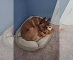 Small #3 Basenji