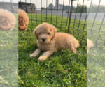 Small #3 Goldendoodle (Miniature)
