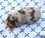 Small #7 Miniature Australian Shepherd