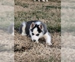 Small Photo #20 Siberian Husky Puppy For Sale in JOPLIN, MO, USA