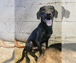 Small #2 Labrador Retriever Mix