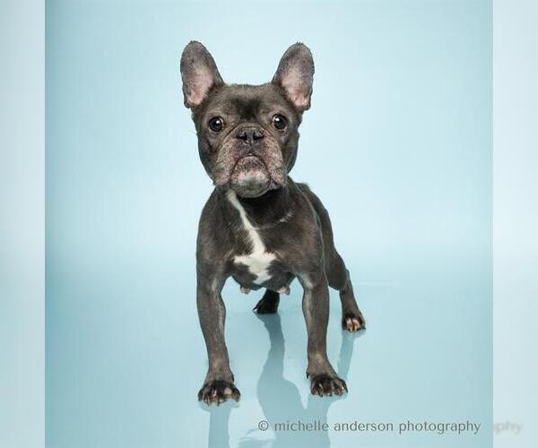 Medium Photo #2 French Bulldog Puppy For Sale in Corona, CA, USA