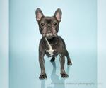 Small #1 French Bulldog