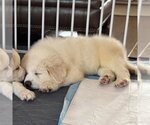 Small #2 Golden Pyrenees