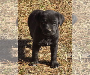 Labrador Retriever-Unknown Mix Dogs for adoption in Alexander, AR, USA