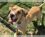 Small #3 Labrador Retriever Mix