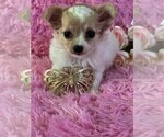 Small #17 Chihuahua