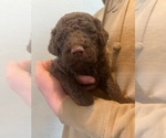 Small Photo #1 Labradoodle Puppy For Sale in CROCKETT, TX, USA