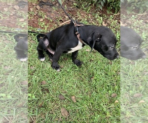 American Pit Bull Terrier Puppy for sale in NORTH CHARLESTON, SC, USA