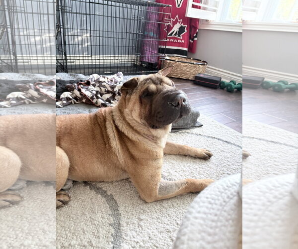 Medium Photo #2 Chinese Shar-Pei Puppy For Sale in Prescott, Ontario, Canada